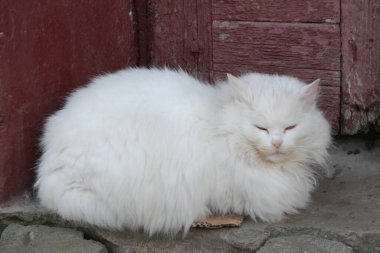 Kedi kedisi (Latince Felis Silvestris catus), kedigiller (Felis) familyasından bir kedi türü.)