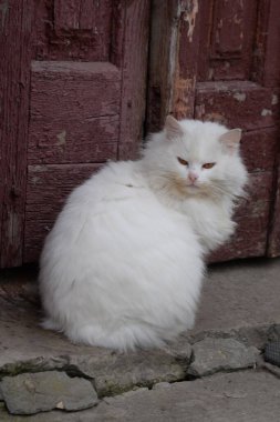 Kedi kedisi (Latince Felis Silvestris catus), kedigiller (Felis) familyasından bir kedi türü.)