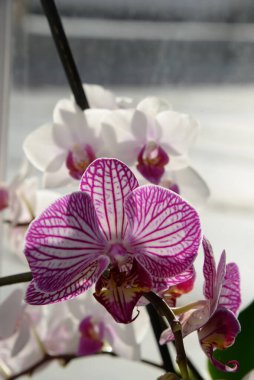 Zozuliantsev ya da Orchidaceae (Orchidaceae) - bitkisel bitkilerin uzun ömürlü karasal veya epifiz bitkilerin anavatanıdır.