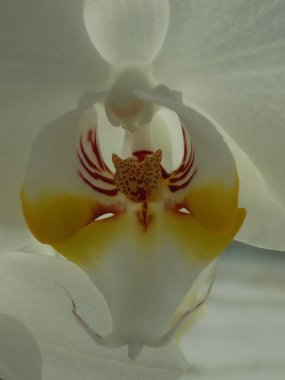 Zozuliantsev ya da Orchidaceae (Orchidaceae) - bitkisel bitkilerin uzun ömürlü karasal veya epifiz bitkilerin anavatanıdır.          
