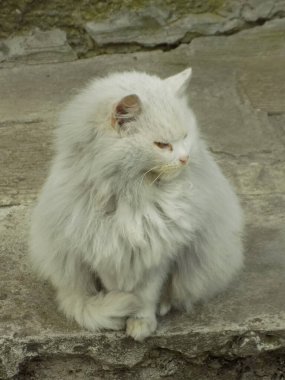 Kedi kedisi (Latince Felis Silvestris catus), kedigiller (Felis) familyasından bir kedi türü.)          