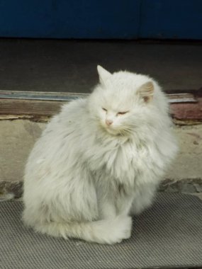 Kedi kedisi (Latince Felis Silvestris catus), kedigiller (Felis) familyasından bir kedi türü.)          