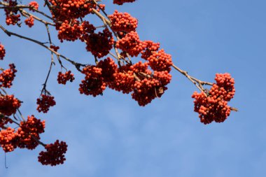 Yaygın dağ külleri (Sorbus aucuparia)