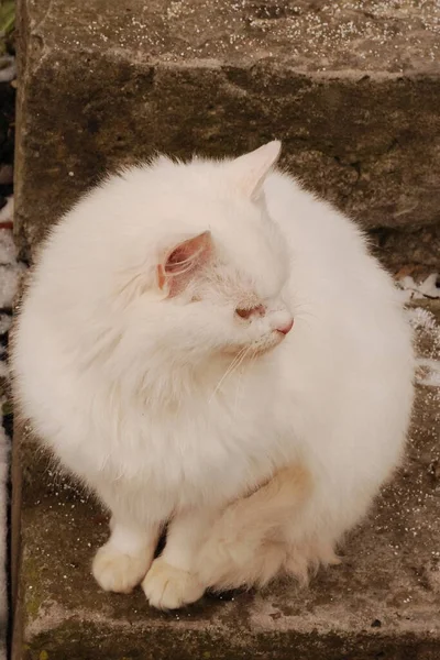Γάτα Της Γάτας Γάτα Της Γάτας Latin Felis Silvestris Catus — Φωτογραφία Αρχείου