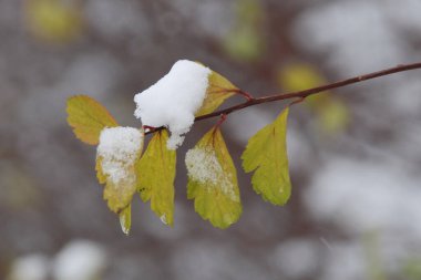 Akçaağaç, keskin yapraklı, çınar gibi. Eski karışık sonbahar ormanı. 