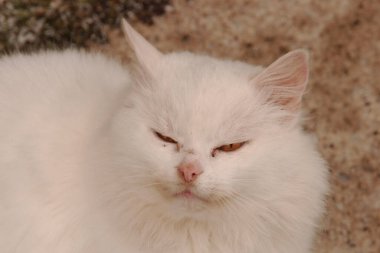 Kedi kedisi (Latince Felis Silvestris catus), kedigiller (Felis) familyasından bir kedi türü.)