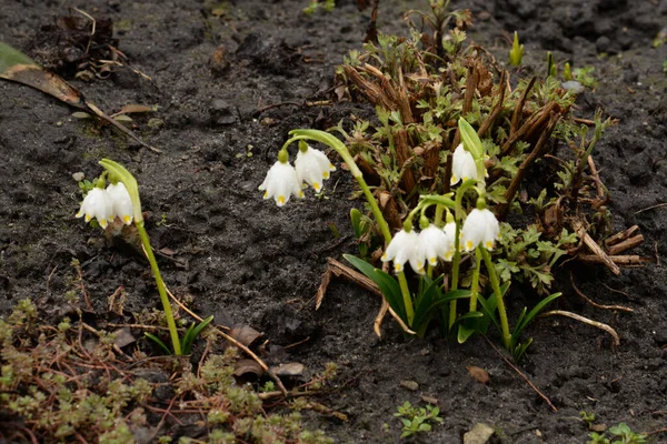 Λευκό Ανοιξιάτικο Λουλούδι Λάτ Leucojum Vernum — Φωτογραφία Αρχείου