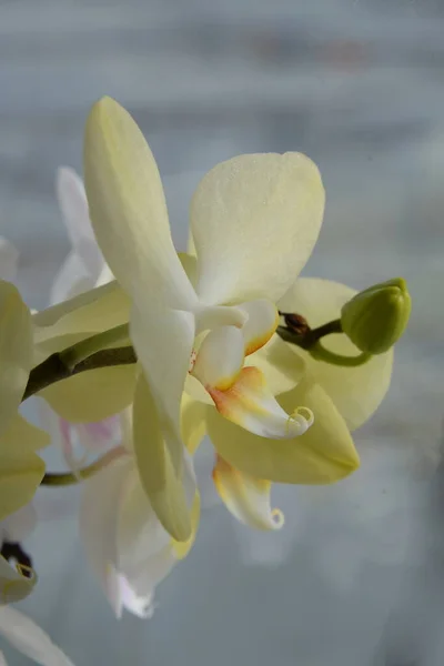 Zozuliantsev Orchidaceae Orchidaceae Het Thuisland Van Eenjarige Terrestrische Epifytische Eenjarige — Stockfoto