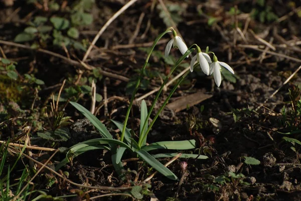 Snowdrop Galanthus Género Plantas Con Flores Perteneciente Familia Amaryllis — Foto de Stock