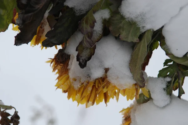 Sněhem Pokryté Květiny Gerbera Lat Gerbera Rod Trvalých Trav Čeledi — Stock fotografie