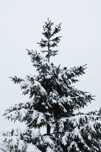 Winterwald Thuja Ist Eine Gattung Immergrüner Nadelbäume Und Sträucher Aus — Stockfoto
