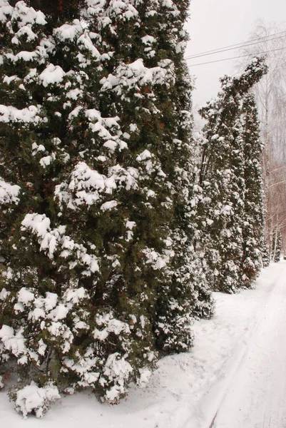 Зимовий Ліс Рід Вічнозелених Хвойних Дерев Чагарників Родини Кипарисів Ялина — стокове фото
