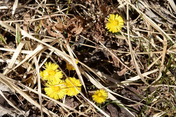 Coltsfoot, anne ve üvey anne (Tussilago farfara L)