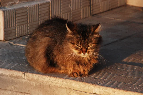 Die Katze Der Katze Oder Katze Der Katze Lateinisch Felis — Stockfoto