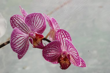 Zozuliantsev ya da Orchidaceae (Orchidaceae) - bitkisel bitkilerin uzun ömürlü karasal veya epifiz bitkilerin anavatanıdır.