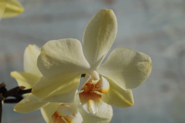 Zozuliantsev ya da Orchidaceae (Orchidaceae) - bitkisel bitkilerin uzun ömürlü karasal veya epifiz bitkilerin anavatanıdır.