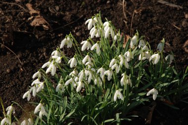 Snowdrop (Galanthus) is a genus of plants of the amaryllis family 