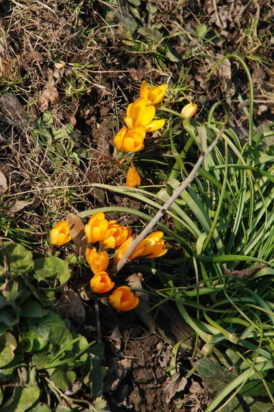 Safran Lat Crocus Crocus Iris Familyasına Ait Tüberküloz Bitkilerinin Bir — Stok fotoğraf