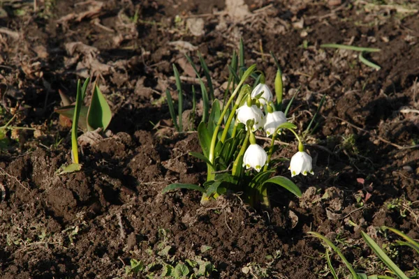 Taze Beyaz Çiçek Lat Leucojum Vernum — Stok fotoğraf
