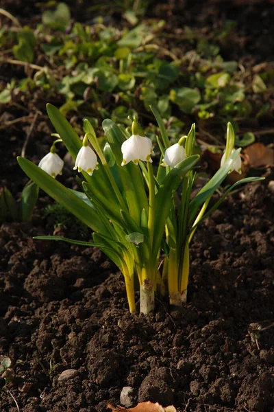 Snowdrop Galanthus Είναι Ένα Γένος Φυτών Της Οικογένειας Amaryllis — Φωτογραφία Αρχείου