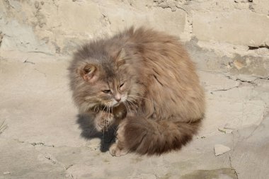 Kedi kedisi (Latince Felis Silvestris catus), kedigiller (Felis) familyasından bir kedi türü.)