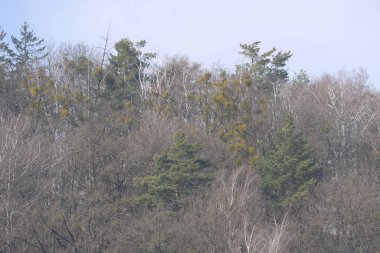  Eski kış. Spruce, ladin (Picea), kozalaklı ağaç cinsidir..