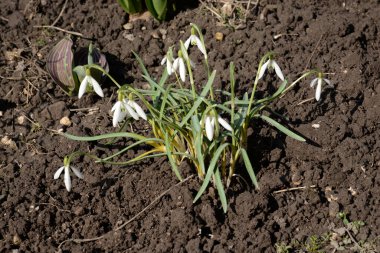 Snowdrop (Galanthus) is a genus of plants of the amaryllis family 