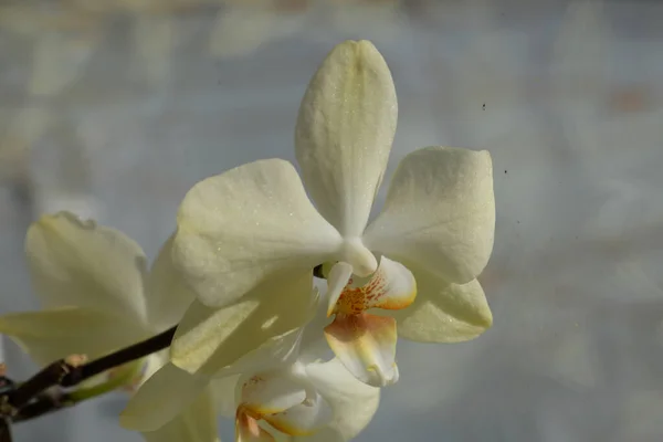 Zozuliantsev Orchidaceae Orchidaceae Patrie Des Monocotylédons Vivantes Terrestres Épiphytes Sous — Photo