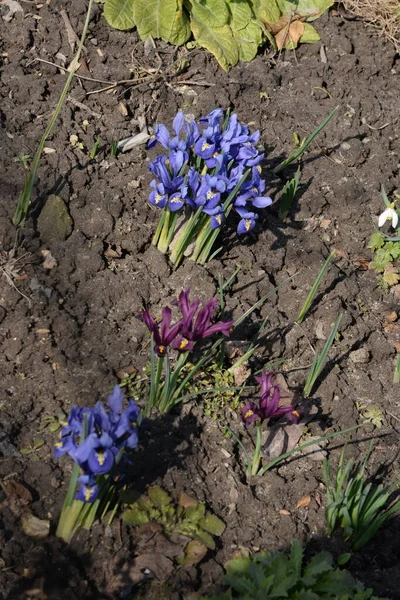Saffron Lat Crocus Crocus Genus Perennial Tuberous Herbaceous Plants Iris — Stock Photo, Image