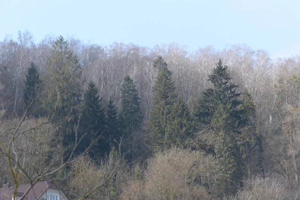 Stara Zima Świerk Świerk Picea Rodzaj Drzew Iglastych Rodziny Sosnowatych — Zdjęcie stockowe