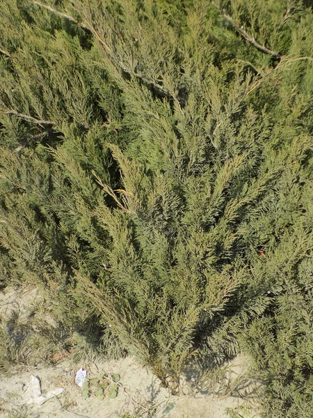 Enebro Enebro Lat Juniperus — Foto de Stock