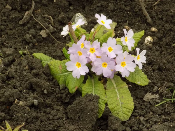 stock image Primrose or primrose (Primula)