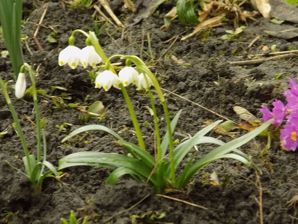 Wiosna Biały Kwiat Lat Leucojum Vernum — Zdjęcie stockowe