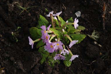 Çuha çiçeği veya çuha çiçeği (Primula)
