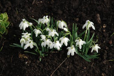 Snowdrop (Galanthus) is a genus of plants of the amaryllis family 