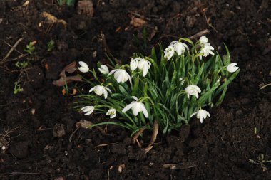 Snowdrop (Galanthus) is a genus of plants of the amaryllis family 