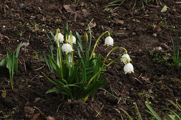 Primavera Flor Branca Lat Leucojum Vernum — Fotografia de Stock