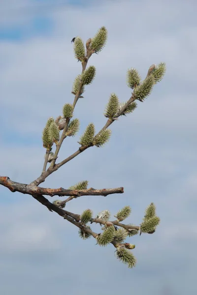 Willow Salix Zastępca Szeryfa Wierzba — Zdjęcie stockowe