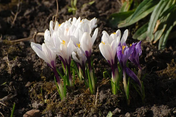 Saffron Lat 番红花属 Crocus 是一种多年生块茎草本植物 属于艾瑞丝科 Iris Family 或艾瑞丝 Iridaceae — 图库照片