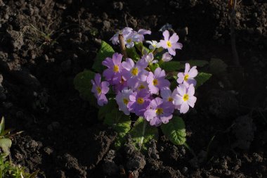 Çuha çiçeği veya çuha çiçeği (Primula)