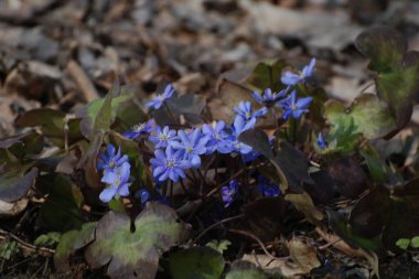 Kardamlası (Scilla) - Asparagaceae familyasından bir bitki cinsi. 