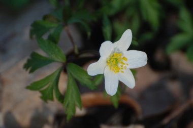 Anemone korusu, kenevir korusu, anemon meşesi (Anemone nemorosa)