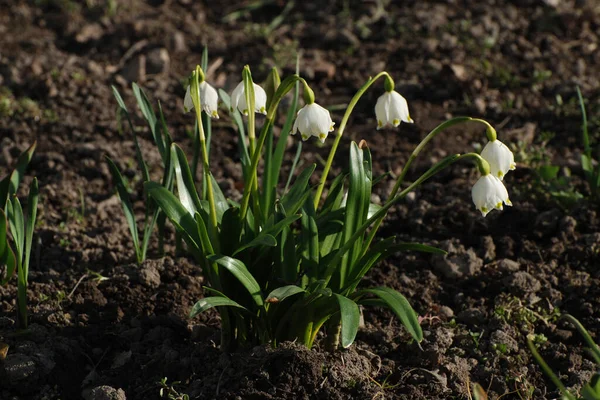 Primavera Flor Branca Lat Leucojum Vernum — Fotografia de Stock