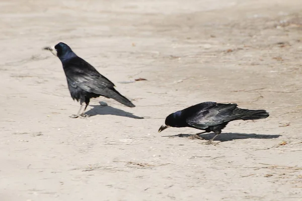 Common Raven Crow Crowbar Raven Corvus Corax —  Fotos de Stock