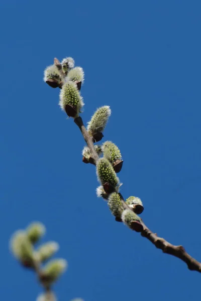 Γουίλοου Salix Βοηθός Ιτιά — Φωτογραφία Αρχείου