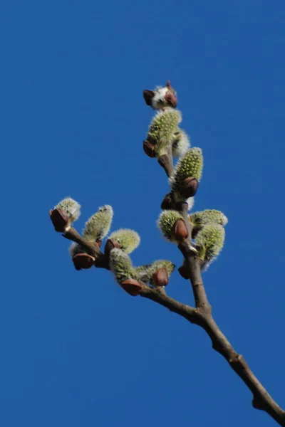 ลโลว Salix รอง ลโลว — ภาพถ่ายสต็อก
