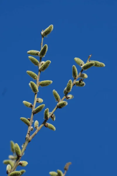 Willow Salix Député Saule — Photo
