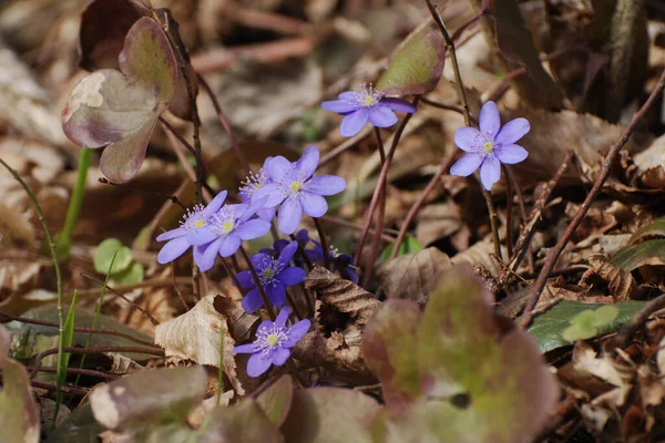 stock image Snowdrops (Scilla) - a genus of herbaceous plants of the family Asparagaceae 