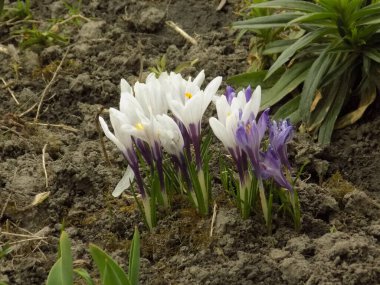 Safran (lat. Crocus (