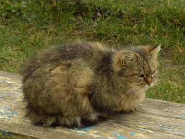Kedi kedisi (Latince Felis Silvestris catus), kedigiller (Felis) familyasından bir kedi türü.)